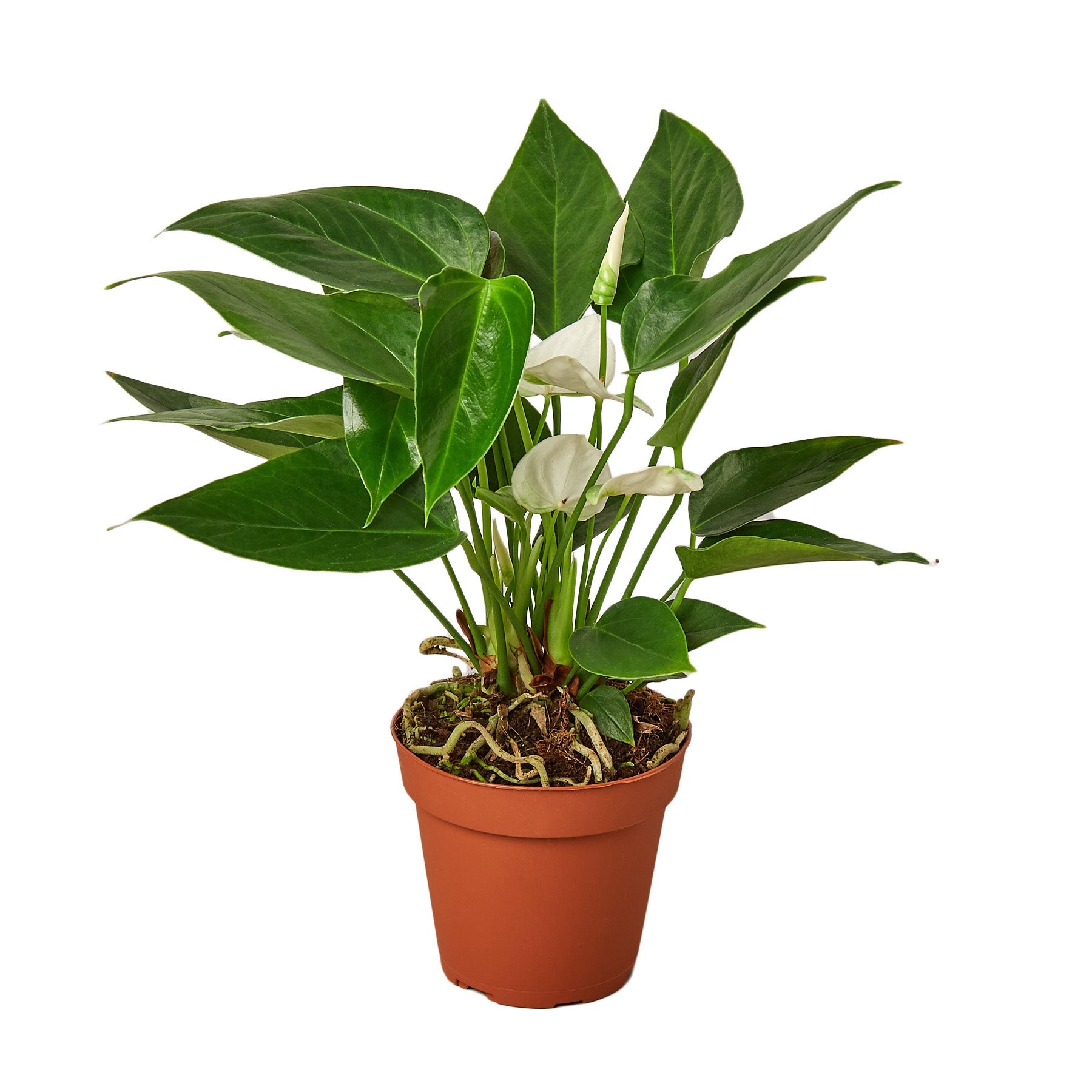 Anthurium 'White' - Holiday Corner