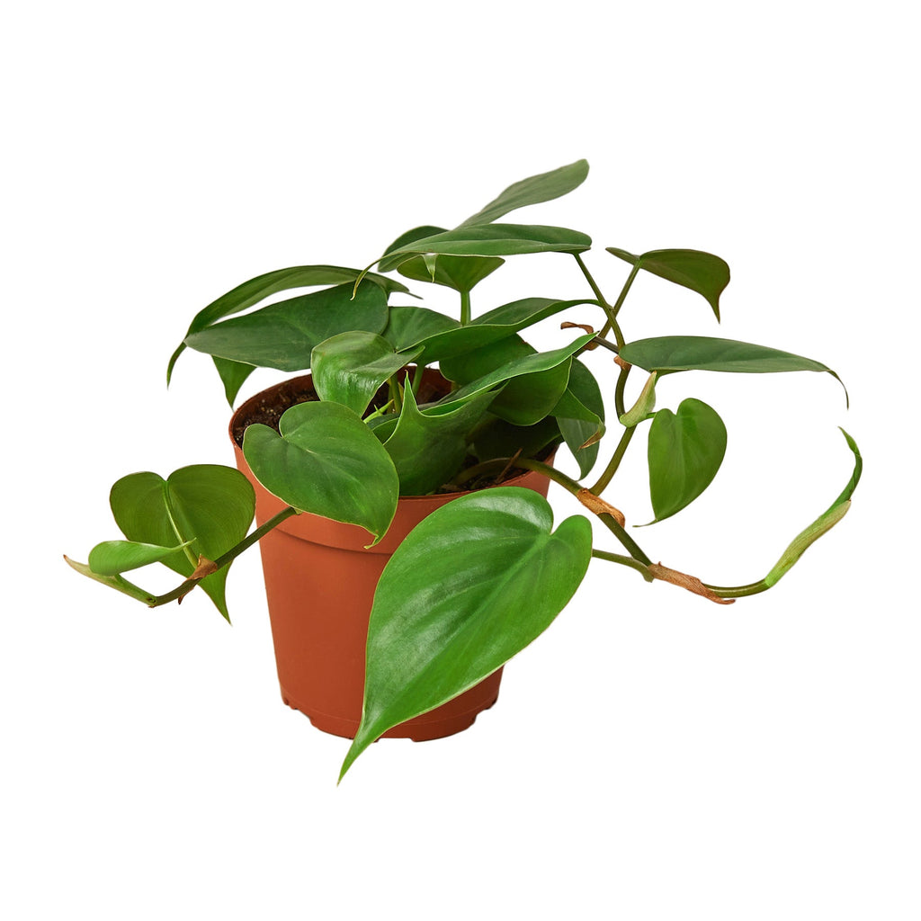 Philodendron Cordatum Heartleaf - Holiday Corner