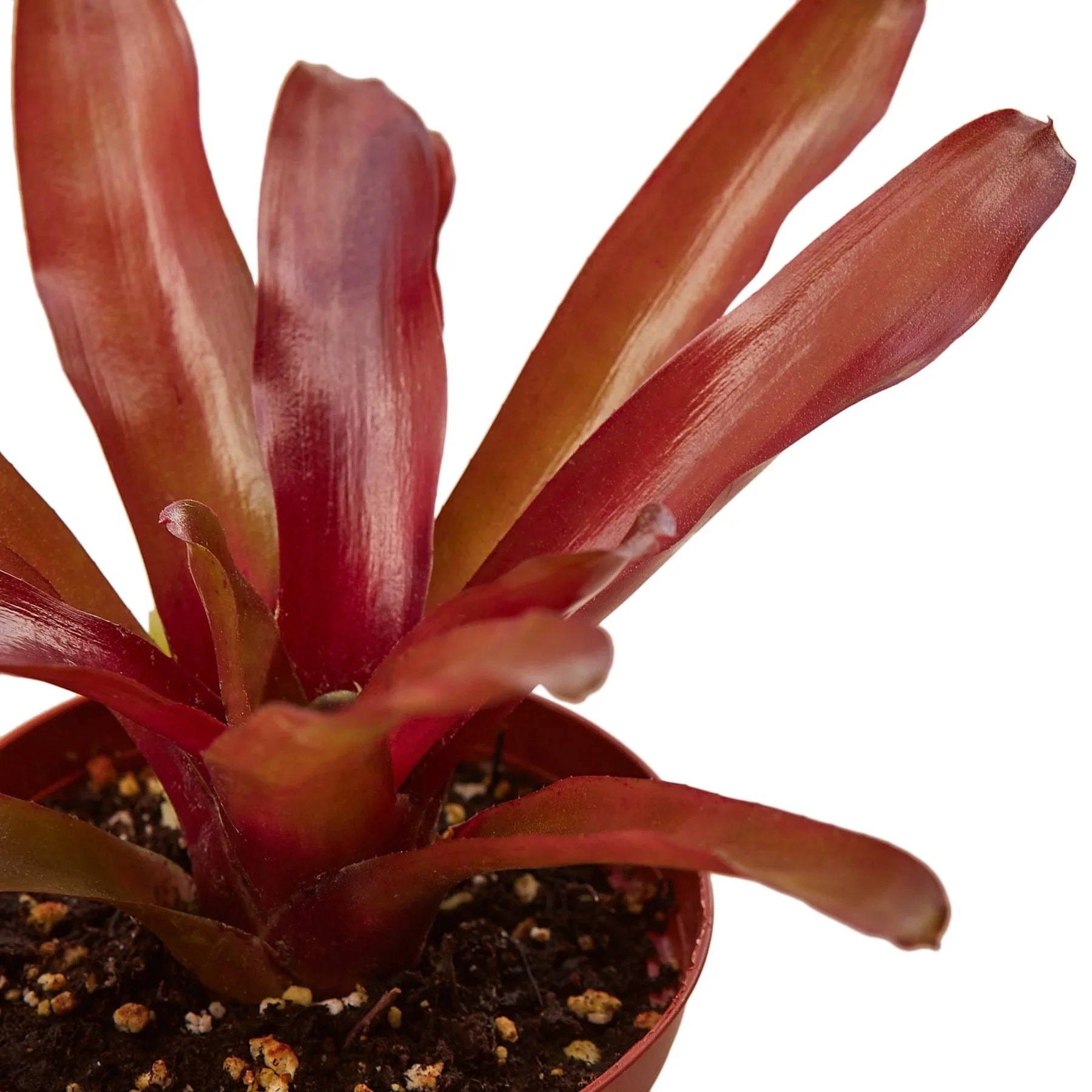 Bromeliad 'Fireball' - Holiday Corner