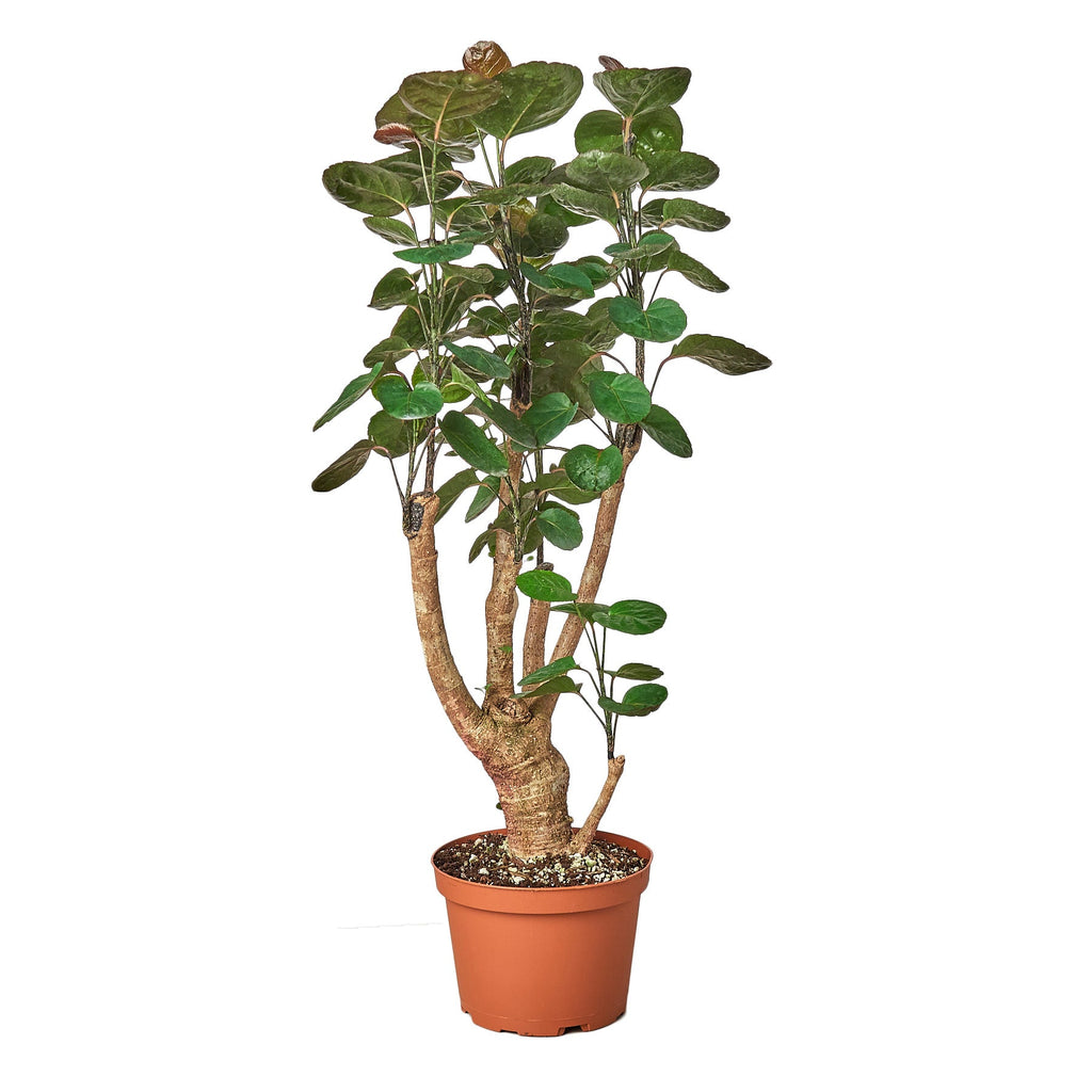Aralia Fabian Stump 'Polyscias Scutellaria' (Copy) - Holiday Corner