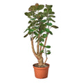 Aralia Fabian Stump 'Polyscias Scutellaria' (Copy) - Holiday Corner
