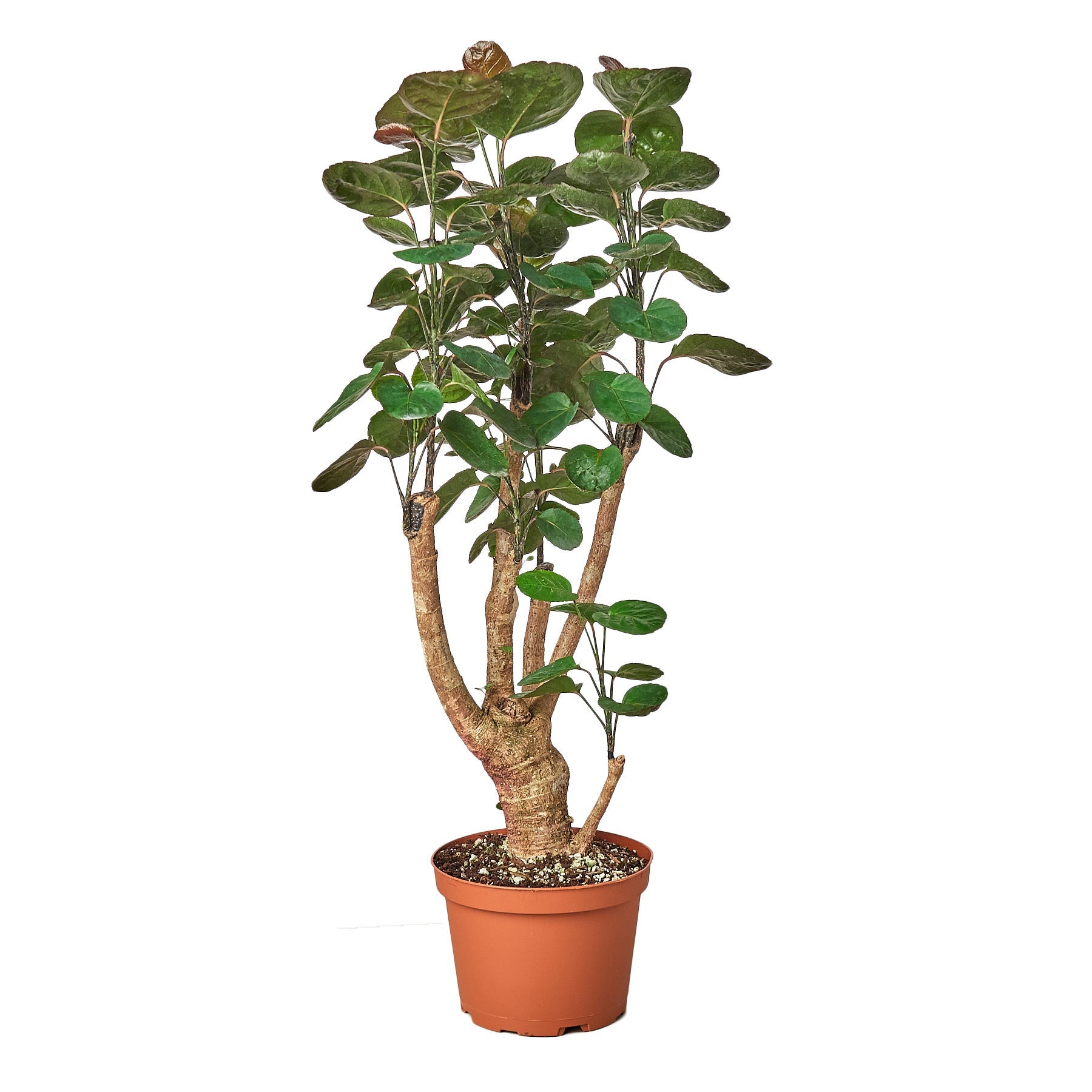 Aralia Fabian Stump 'Polyscias Scutellaria' (Copy) - Holiday Corner