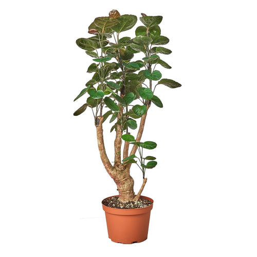 Aralia Fabian Stump 'Polyscias Scutellaria' (Copy) - Holiday Corner