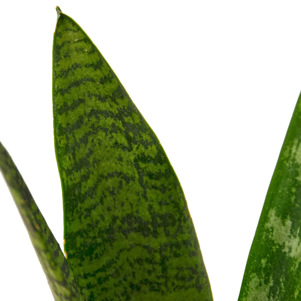 Snake Plant 'Zeylanica' - Holiday Corner