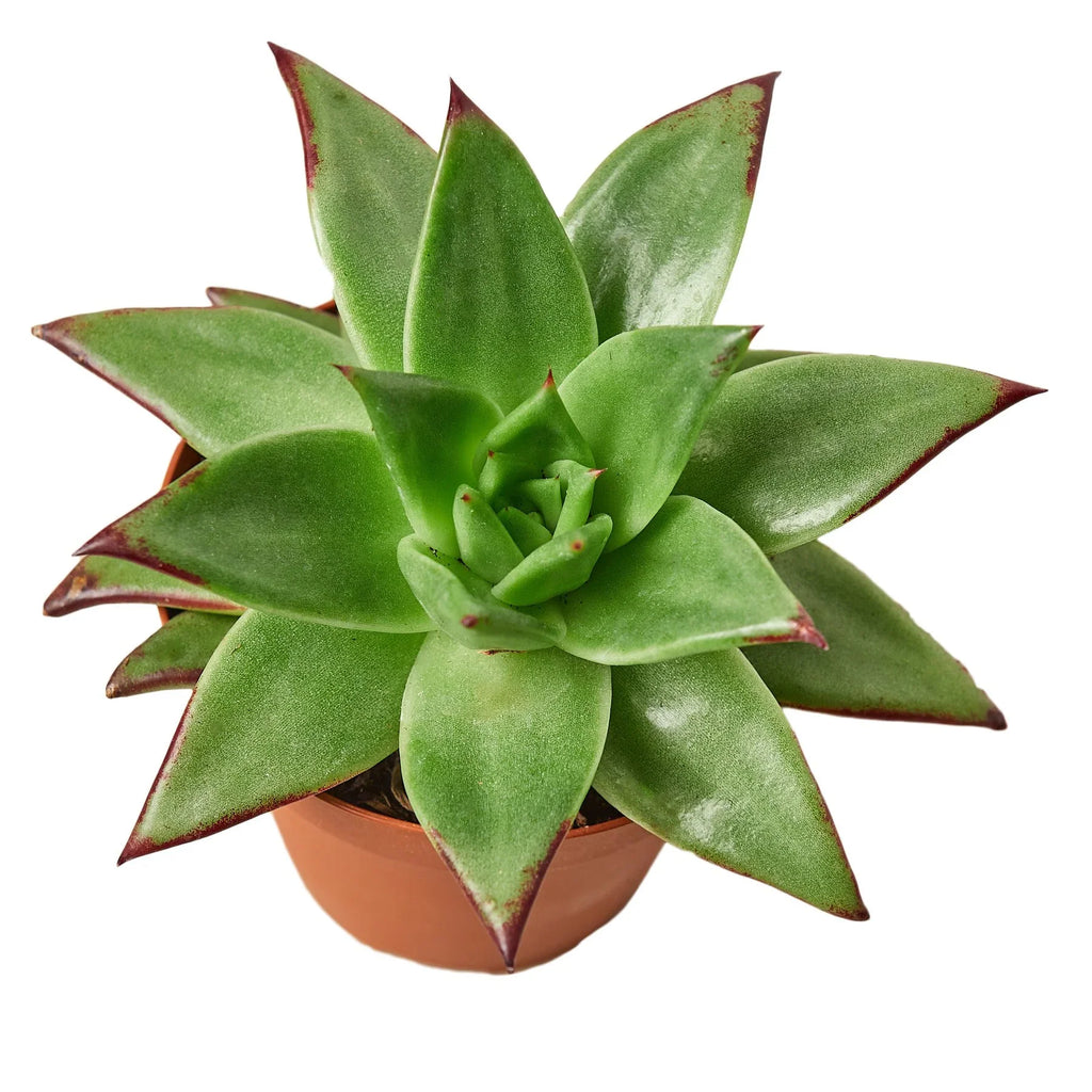 Lipstick Echeveria - Holiday Corner