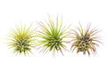3 Ionantha Guatemala Air Plants / FREE Care Guide / Blooms - Holiday Corner