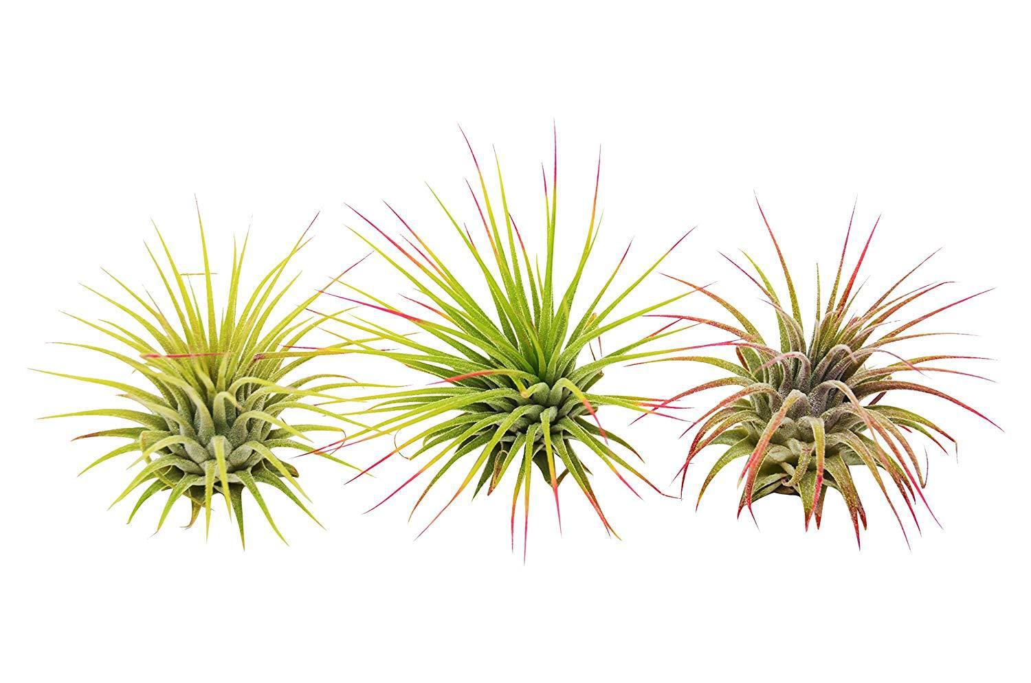 3 Ionantha Guatemala Air Plants / FREE Care Guide / Blooms - Holiday Corner