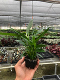 Spathiphyllum 'Peace Lily' - Holiday Corner