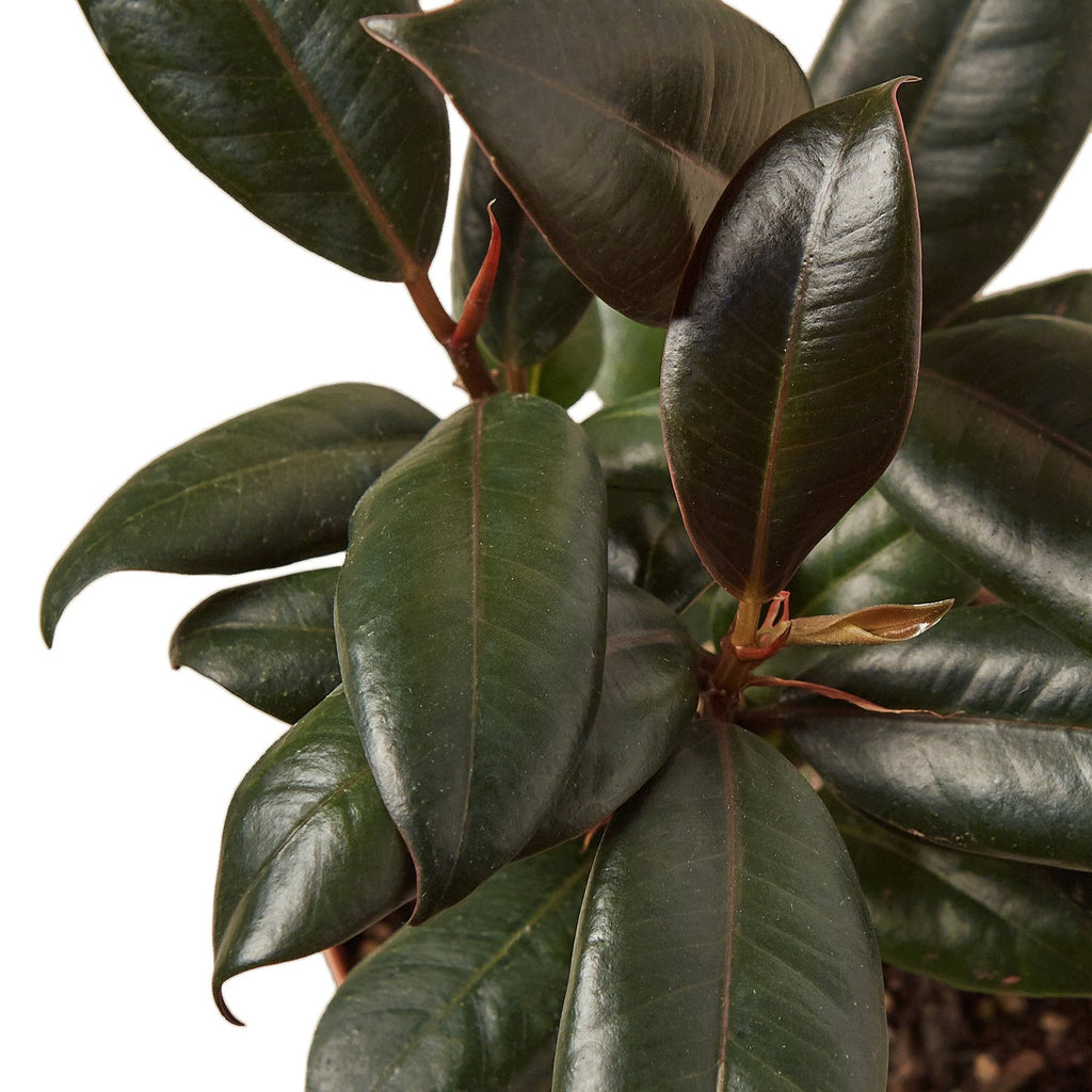 Ficus Elastica 'Burgundy' - Holiday Corner