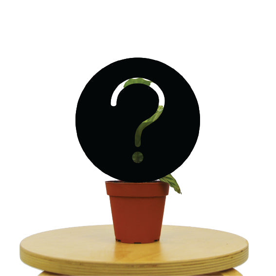 Mystery House Plant B-Grade - Holiday Corner