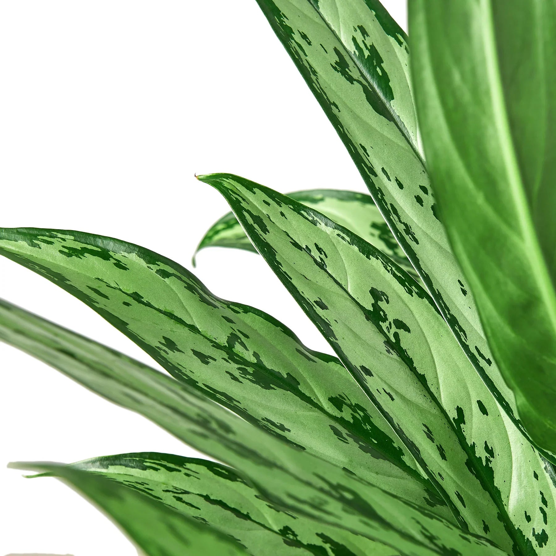 Chinese Evergreen 'Cutlass' - Holiday Corner