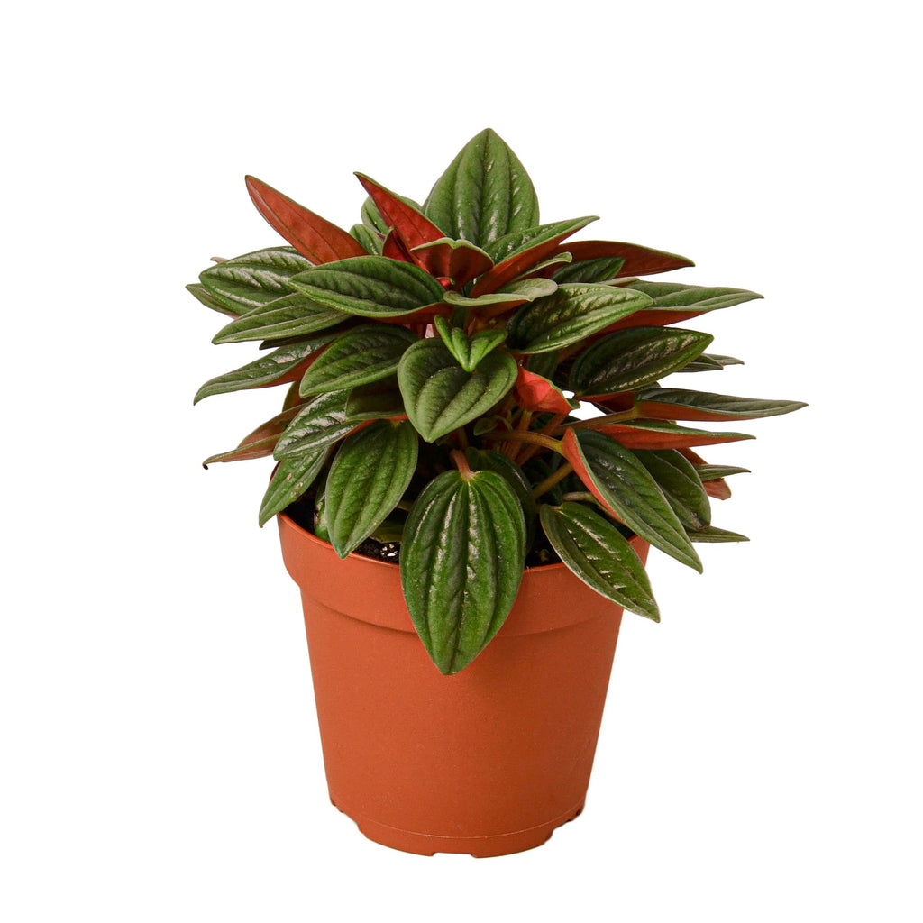 Peperomia Rosso - Holiday Corner