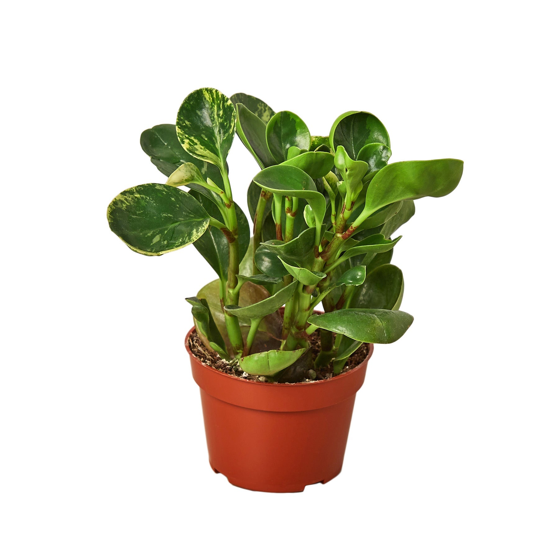 Peperomia 'Marble' - Holiday Corner
