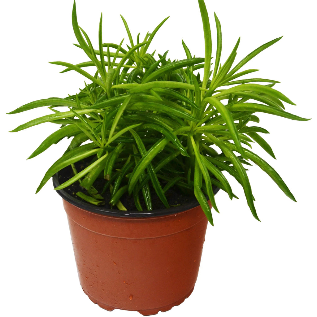 Peperomia 'Green Bean' - Holiday Corner
