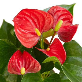 Anthurium 'Red' - Holiday Corner