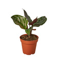 Calathea 'Ornata' - Holiday Corner