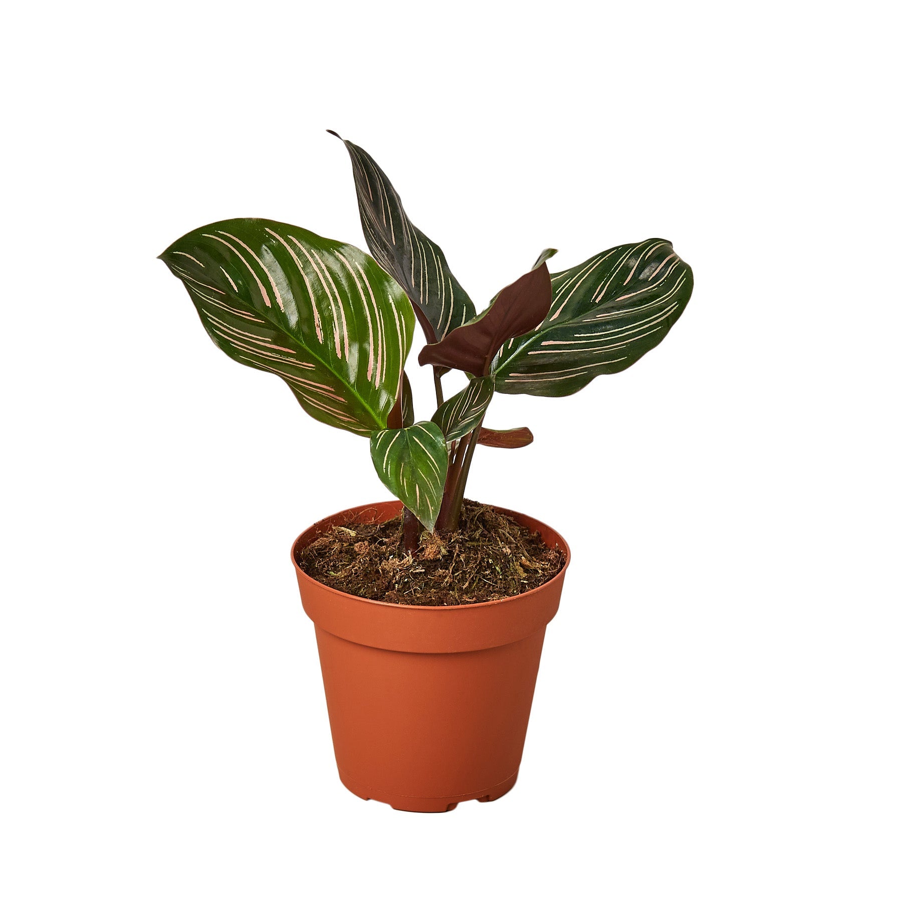 Calathea 'Ornata' - Holiday Corner