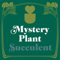 Mystery Succulent House Plant - Holiday Corner