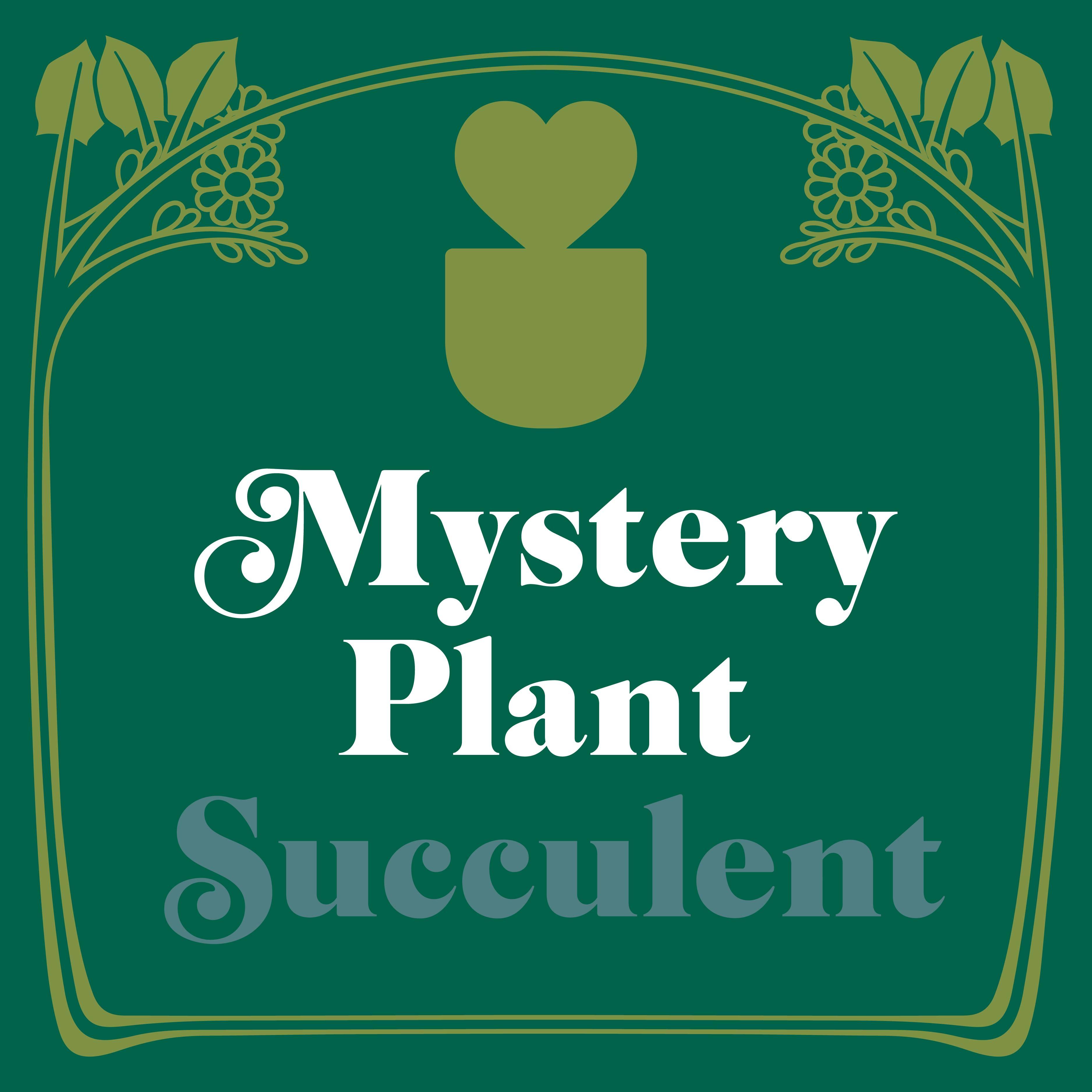 Mystery Succulent House Plant - Holiday Corner