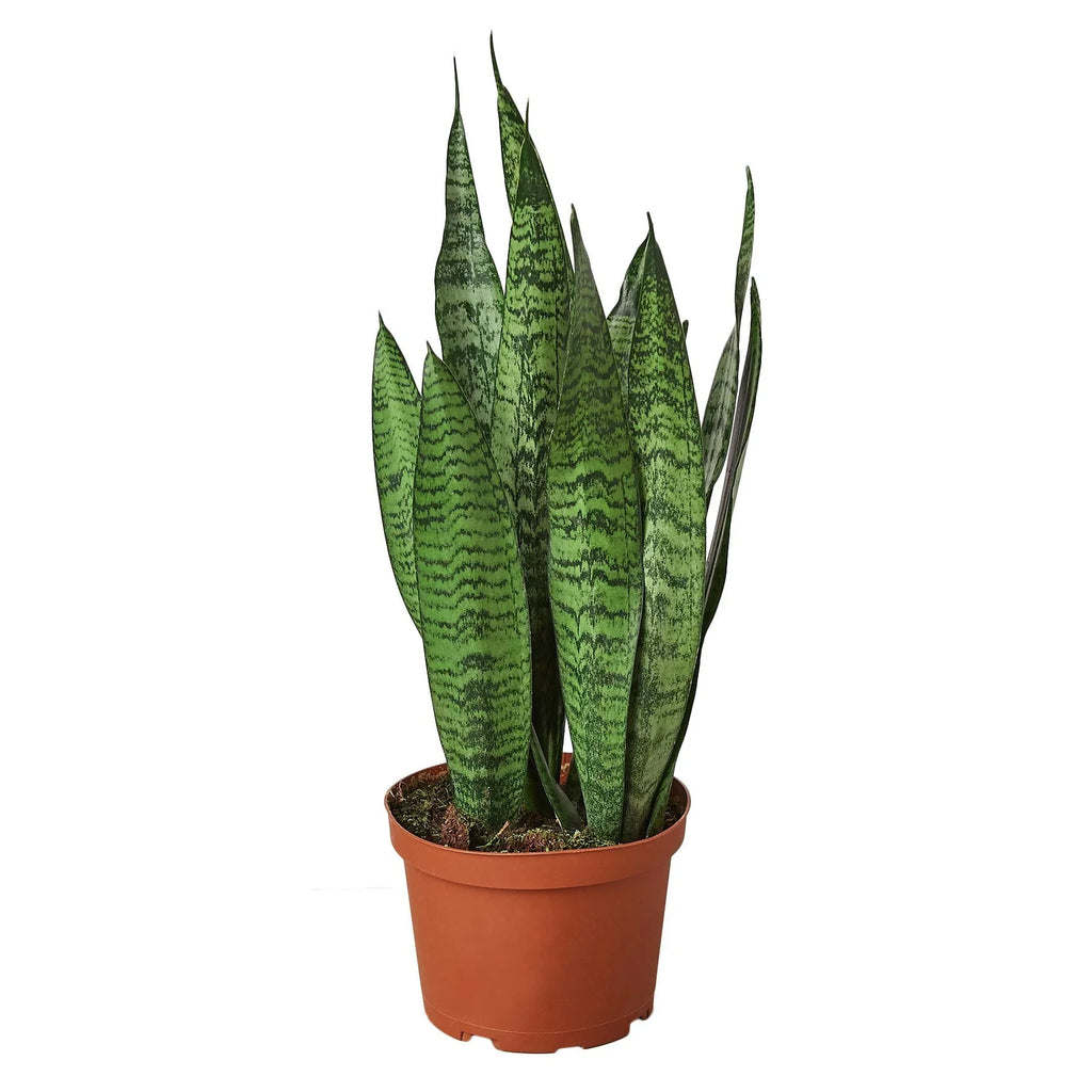 Snake Plant 'Zeylanica' - Holiday Corner