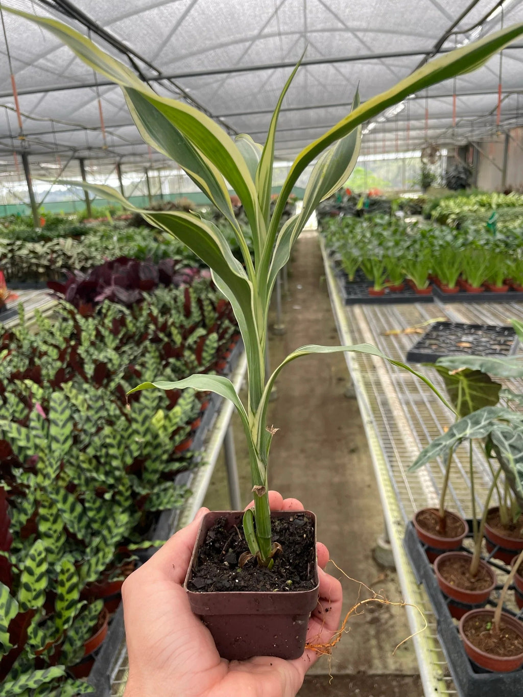 Dracaena 'Sanderiana' - Holiday Corner