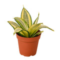 Snake Plant Gold Hahnii - Holiday Corner