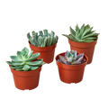 4 Echeveria Succulent Variety Pack - 4.0" Pot - Holiday Corner