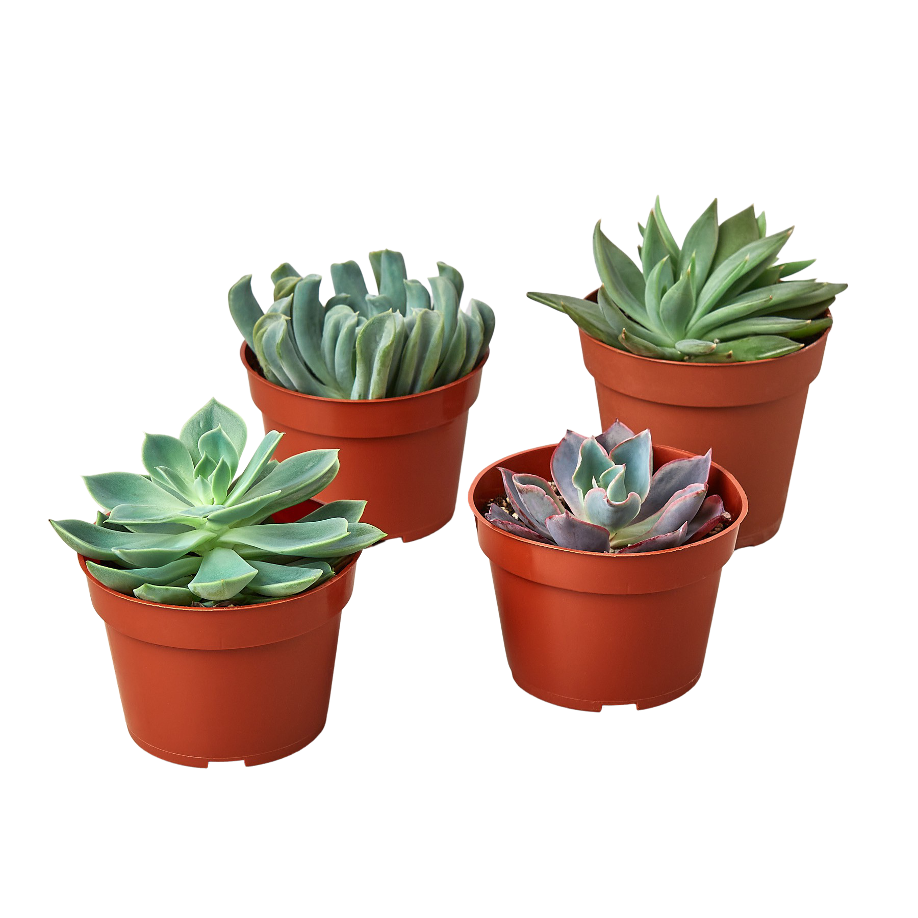 4 Echeveria Succulent Variety Pack - 4.0" Pot - Holiday Corner