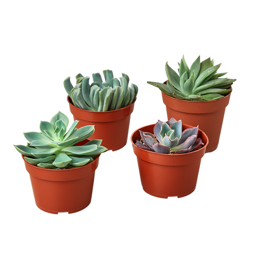 4 Echeveria Succulent Variety Pack - 4.0" Pot - Holiday Corner