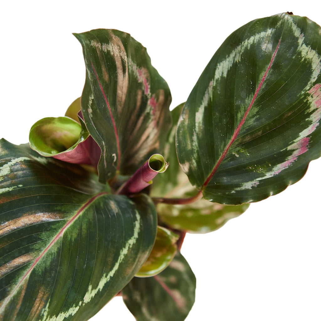 Calathea Roseopicta 'Medallion' - Holiday Corner