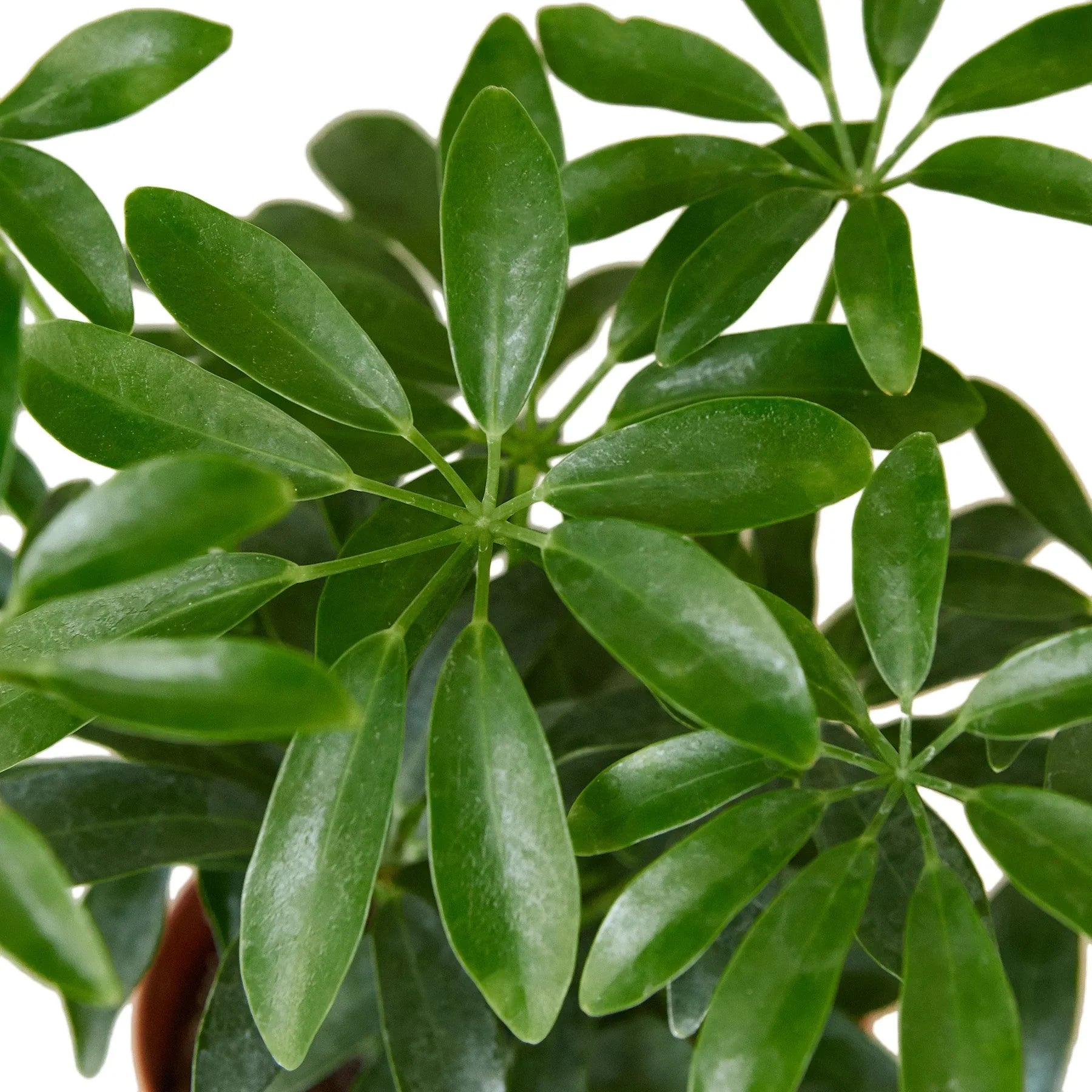 Schefflera Arboricola 'Umbrella' - Holiday Corner