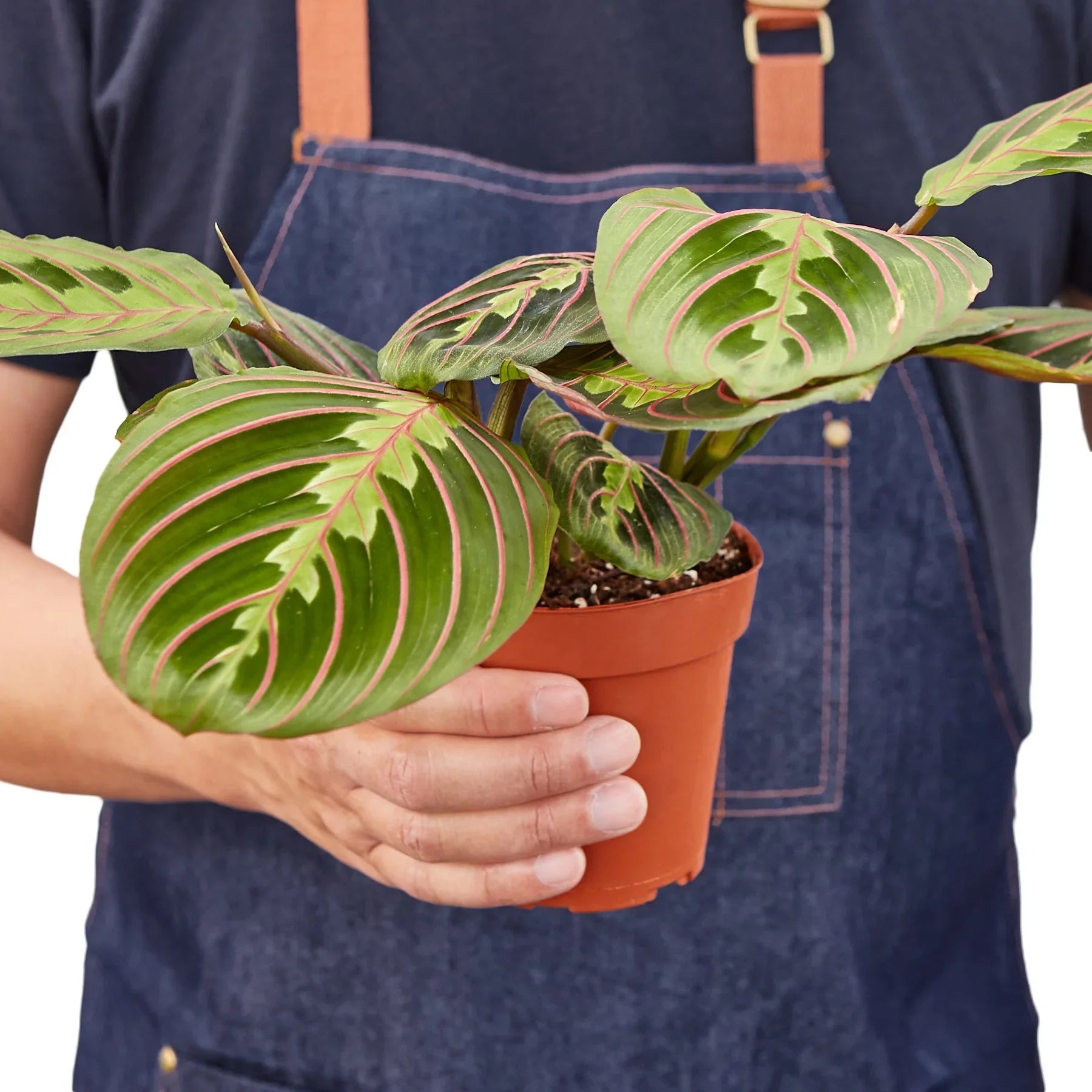 Maranta Red Prayer - Holiday Corner