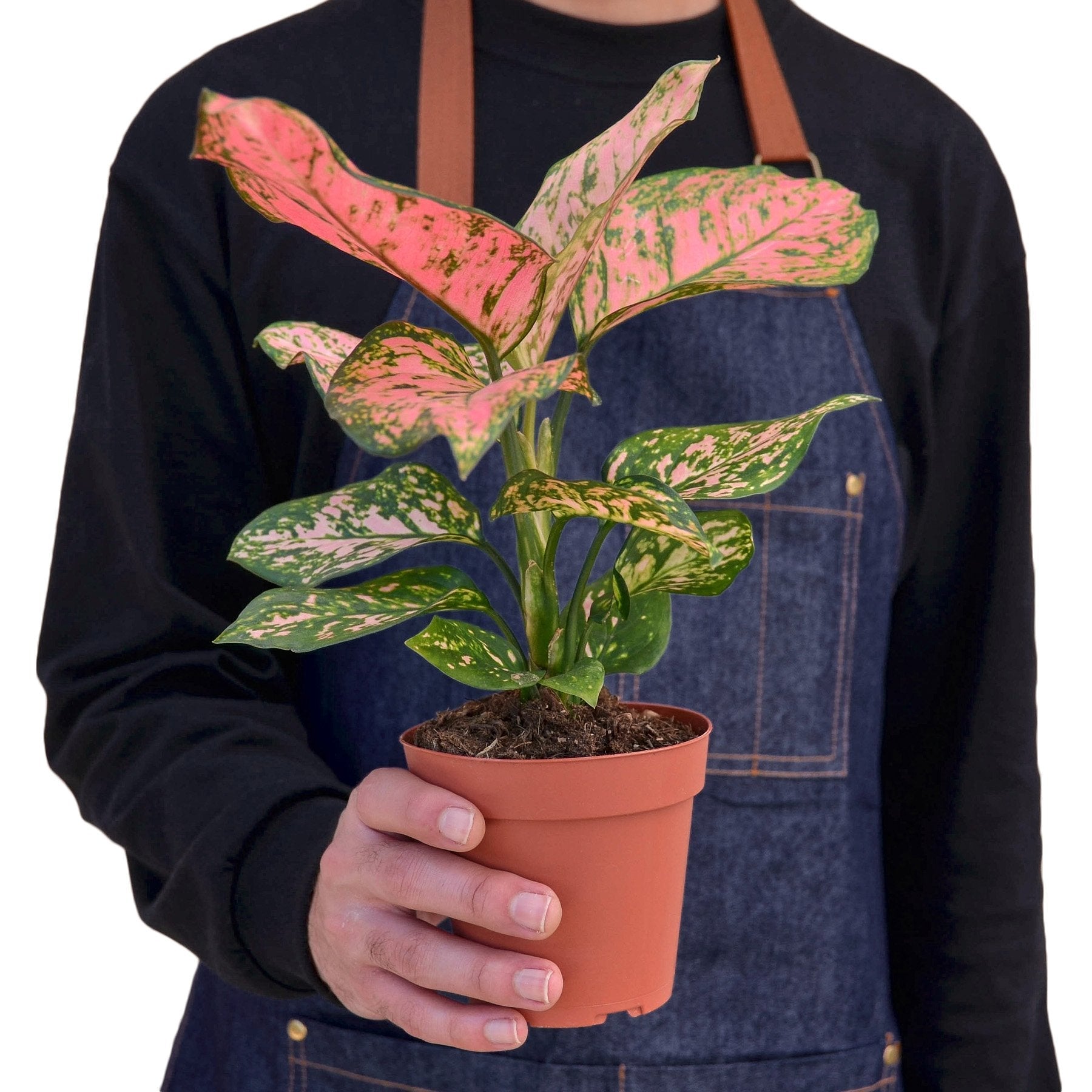 Chinese Evergreen 'Lady Valentine' - Holiday Corner