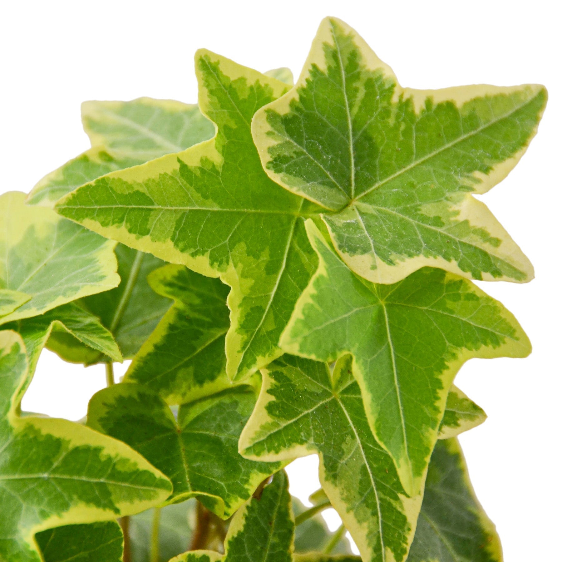 English Ivy Gold Child - 6" Pot - NURSERY POT ONLY - Holiday Corner