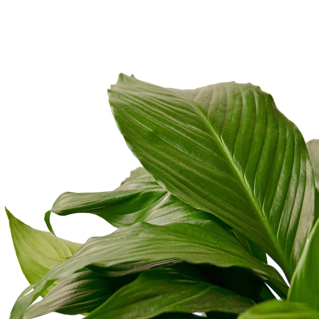 Spathiphyllum 'Peace Lily' - Holiday Corner