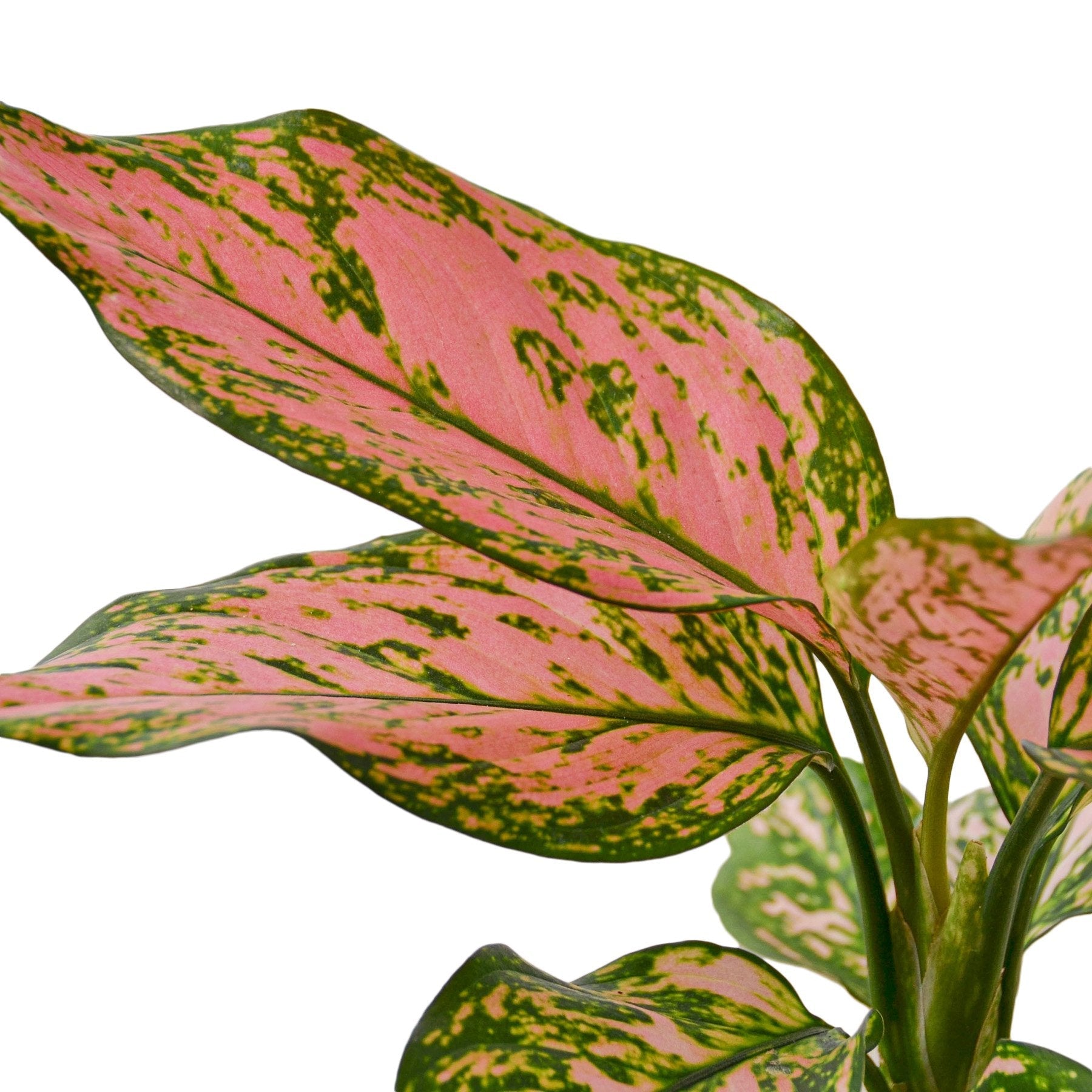 Chinese Evergreen 'Lady Valentine' - Holiday Corner