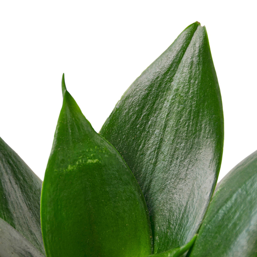 Snake Plant Jade - Holiday Corner