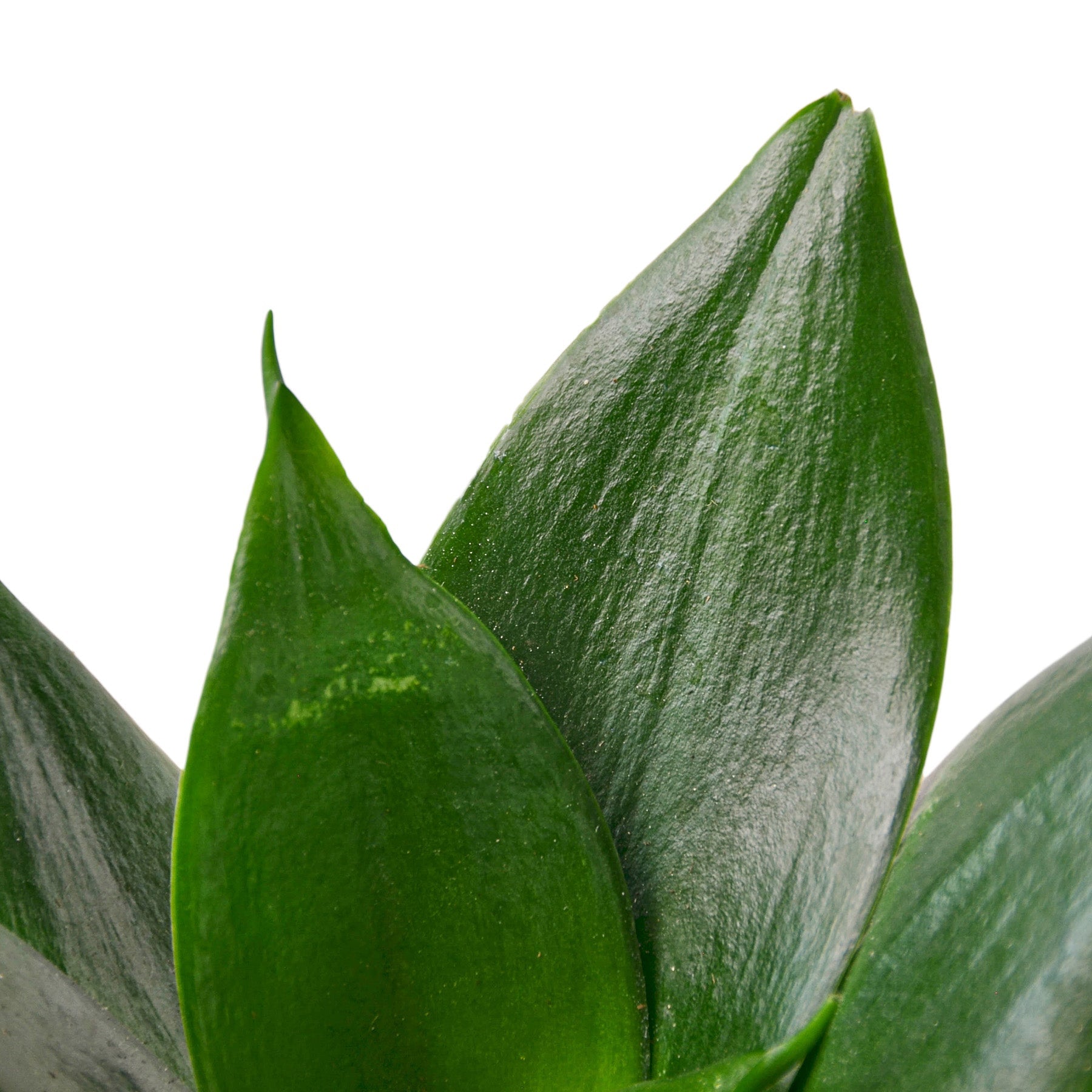 Snake Plant Jade - Holiday Corner