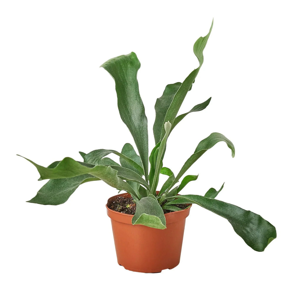 Staghorn Fern - Holiday Corner