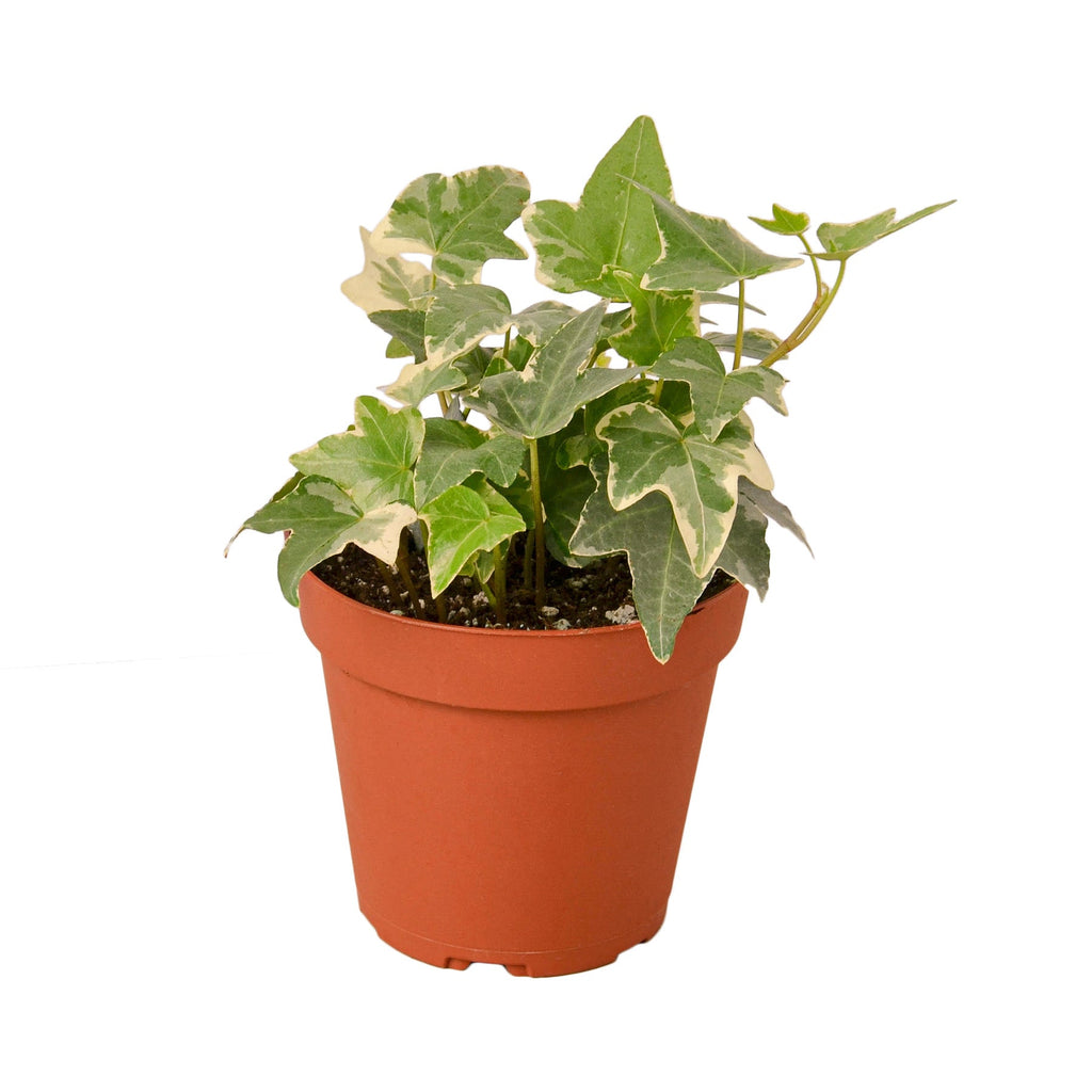 English Ivy 'Glacier' - Holiday Corner