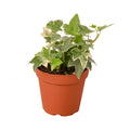 English Ivy 'Glacier' - 4" Pot - NURSERY POT ONLY - Holiday Corner