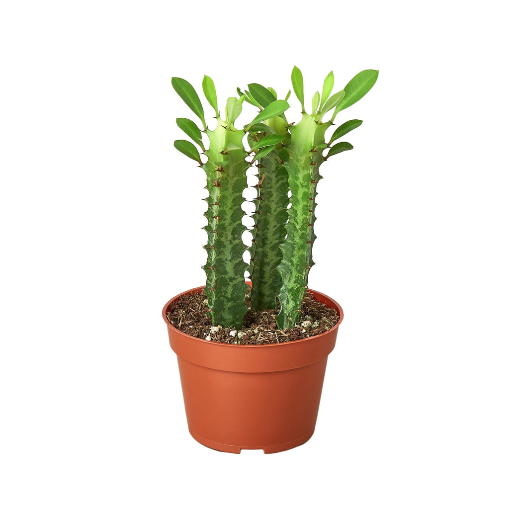 Milkstripe Euphorbia - Holiday Corner