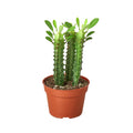 Milkstripe Euphorbia - Holiday Corner