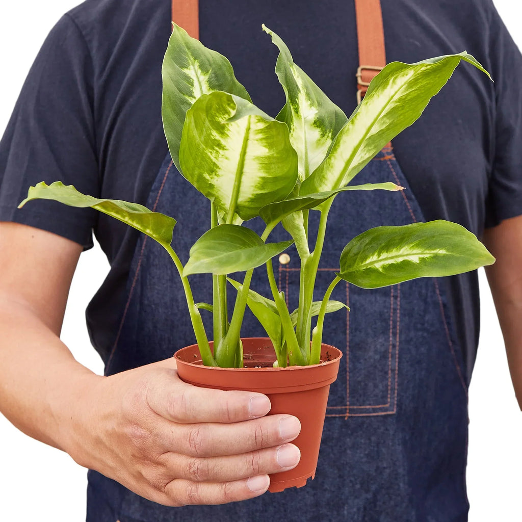 Dieffenbachia Camille - Holiday Corner