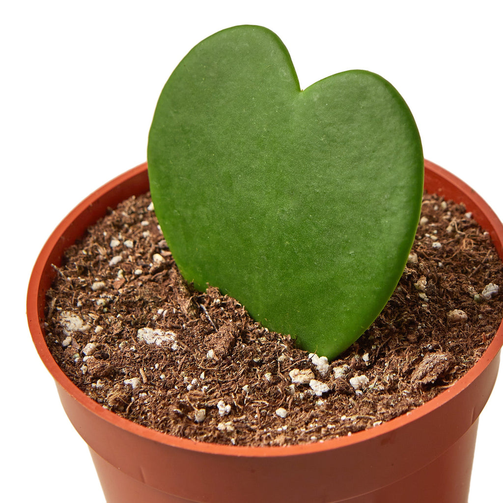 Hoya Sweetheart - Holiday Corner