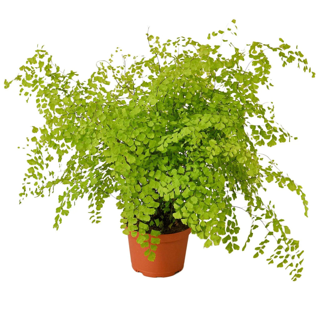 Maidenhair Fern - Holiday Corner