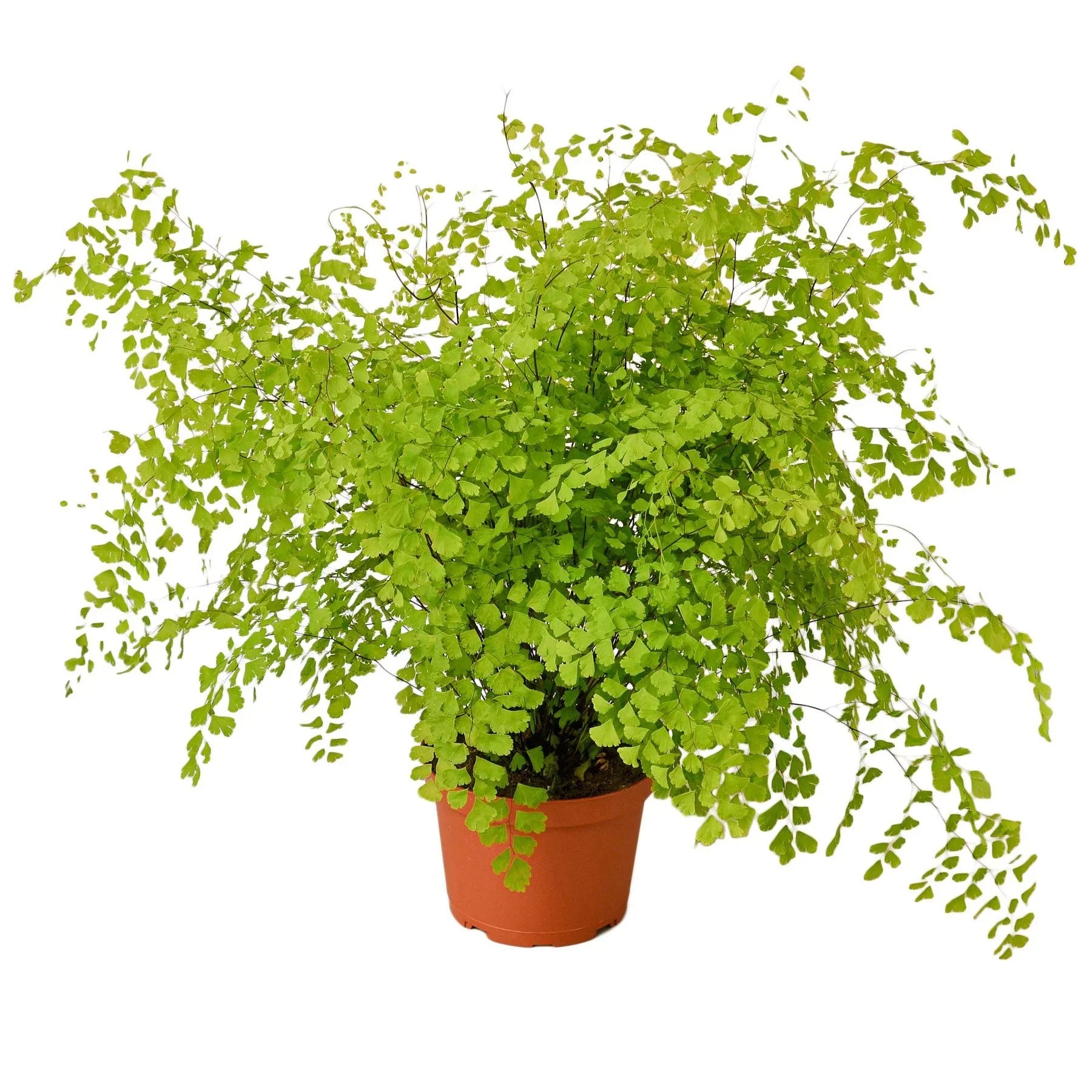 Maidenhair Fern - Holiday Corner