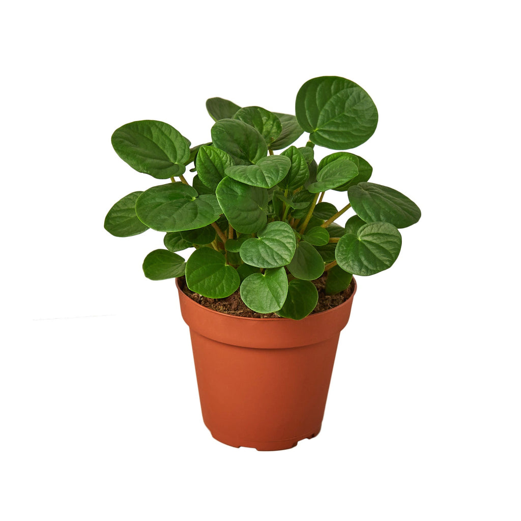 Peperomia 'Rana Verde' - Holiday Corner