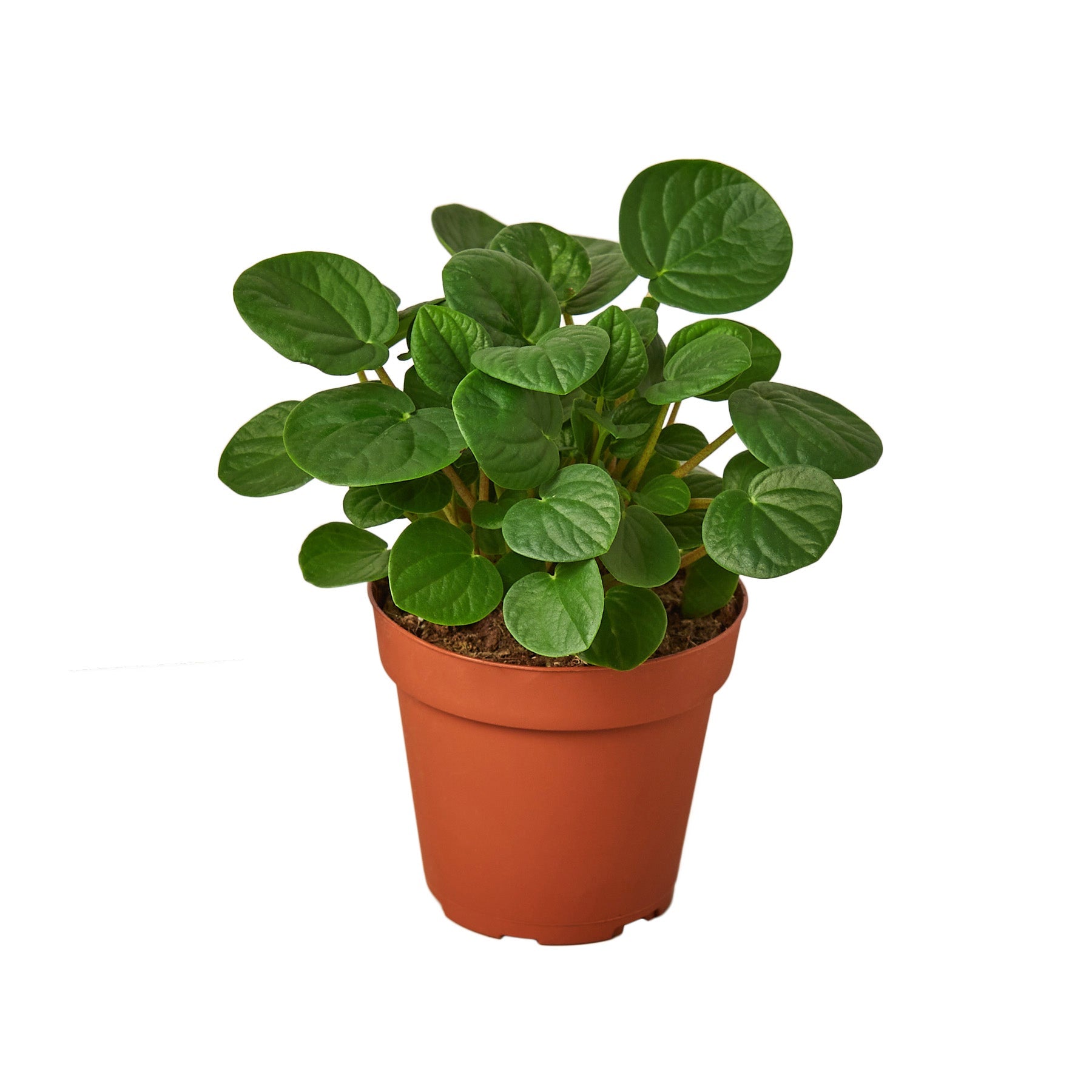 Peperomia 'Rana Verde' - Holiday Corner