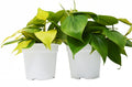 2 Philodendron Variety Pack - 4" Pots - Holiday Corner